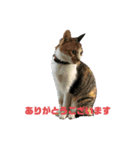 寒いのは、嫌いな猫（個別スタンプ：1）