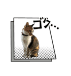 寒いのは、嫌いな猫（個別スタンプ：7）