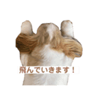 うちの『さくらさん』（個別スタンプ：12）