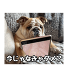 だら犬(だらだらしてる犬)（個別スタンプ：4）