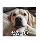 だら犬(だらだらしてる犬)（個別スタンプ：9）