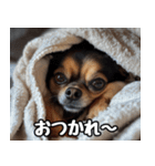 だら犬(だらだらしてる犬)（個別スタンプ：11）