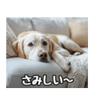 だら犬(だらだらしてる犬)（個別スタンプ：17）