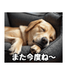 だら犬(だらだらしてる犬)（個別スタンプ：24）