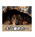 だら犬(だらだらしてる犬)（個別スタンプ：25）