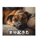 だら犬(だらだらしてる犬)（個別スタンプ：27）