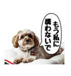 だら犬(だらだらしてる犬)（個別スタンプ：31）