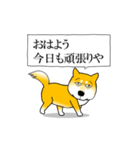 よく職務質問をうける柴犬（個別スタンプ：1）