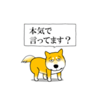 よく職務質問をうける柴犬（個別スタンプ：15）