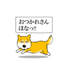 よく職務質問をうける柴犬（個別スタンプ：23）