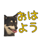 黒豆健太スタンプ8（個別スタンプ：1）