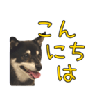 黒豆健太スタンプ8（個別スタンプ：3）