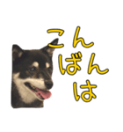 黒豆健太スタンプ8（個別スタンプ：4）