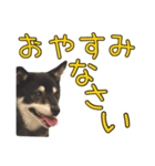 黒豆健太スタンプ8（個別スタンプ：5）
