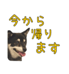 黒豆健太スタンプ8（個別スタンプ：6）