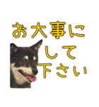 黒豆健太スタンプ8（個別スタンプ：10）