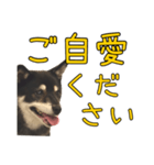 黒豆健太スタンプ8（個別スタンプ：11）