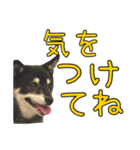 黒豆健太スタンプ8（個別スタンプ：12）