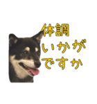 黒豆健太スタンプ8（個別スタンプ：14）