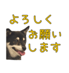 黒豆健太スタンプ8（個別スタンプ：16）