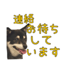 黒豆健太スタンプ8（個別スタンプ：27）
