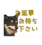 黒豆健太スタンプ8（個別スタンプ：29）