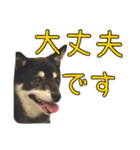 黒豆健太スタンプ8（個別スタンプ：34）
