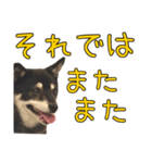 黒豆健太スタンプ8（個別スタンプ：38）
