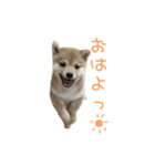 さくらキッズ（個別スタンプ：1）