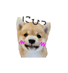 さくらキッズ（個別スタンプ：3）