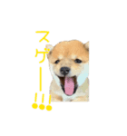 さくらキッズ（個別スタンプ：7）