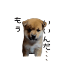さくらキッズ（個別スタンプ：13）