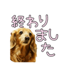 はなのスタンプの巻3（個別スタンプ：4）