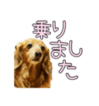 はなのスタンプの巻3（個別スタンプ：5）