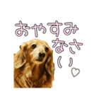 はなのスタンプの巻3（個別スタンプ：7）