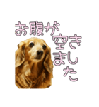 はなのスタンプの巻3（個別スタンプ：10）