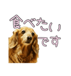 はなのスタンプの巻3（個別スタンプ：11）