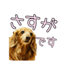 はなのスタンプの巻3（個別スタンプ：21）