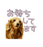 はなのスタンプの巻3（個別スタンプ：22）