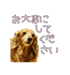 はなのスタンプの巻3（個別スタンプ：23）