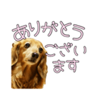 はなのスタンプの巻3（個別スタンプ：29）