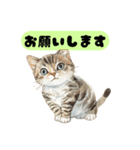 かわいい猫たちの返事（個別スタンプ：15）