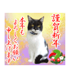 ミツ夫さんの日常スタンプ 新春バージョン（個別スタンプ：20）