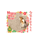 おしゃべり柴犬りゅう（個別スタンプ：3）