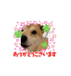 おしゃべり柴犬りゅう（個別スタンプ：7）