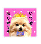 はる王子になれるのか？（個別スタンプ：8）
