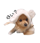 ギャルマインドみたいな犬の はる（個別スタンプ：1）