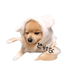 ギャルマインドみたいな犬の はる（個別スタンプ：3）