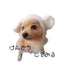 ギャルマインドみたいな犬の はる（個別スタンプ：4）