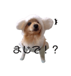 ギャルマインドみたいな犬の はる（個別スタンプ：5）